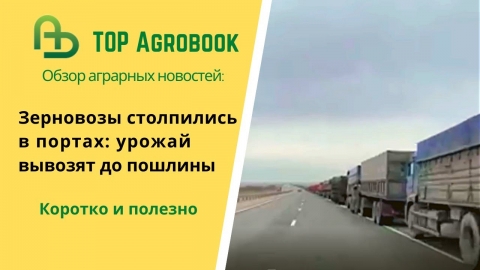 Зерновозы столпились в портах: урожай вывозят до пошлины. TOP Agrobook: обзор аграрных новостей