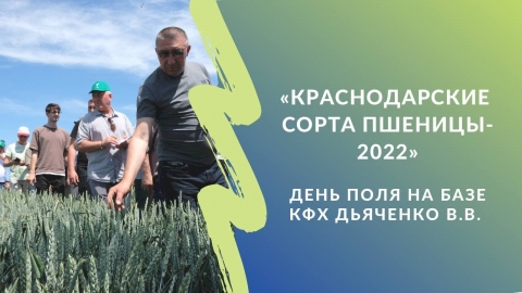 Краснодарские сорта пшеницы 2022. День поля на базе КФХ Дьяченко В.В.