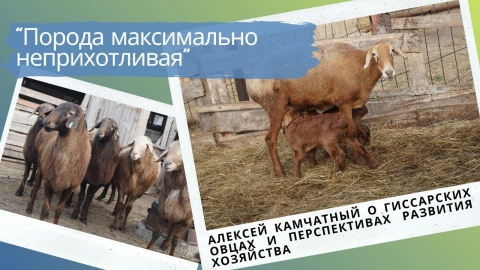 Алексей Камчатный о гиссарских овцах и перспективах развития хозяйства