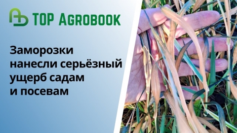 Возвратные заморозки нанесли серьёзный ущерб садам и посевам | TOP Agrobook: обзор аграрных новостей