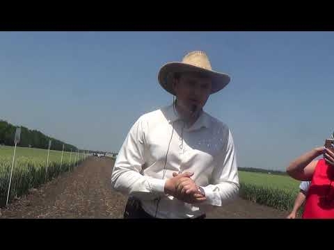 Показ сортов пшеницы на Дне поля в КНИИСХ