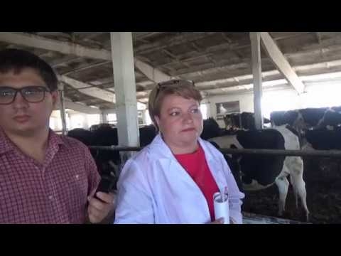 Содержание коров на молочной ферме. День фермы в КФХ Федора Куропятника, Краснодарский край