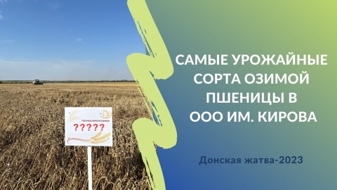 «Победа» не могла проиграть: в ООО им. Кирова назвали самые урожайные сорта озимой пшеницы в 2023 г.