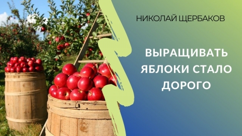 Выращивать яблоки стало дорого | Николай Щербаков, «Союз садоводов Кубани»