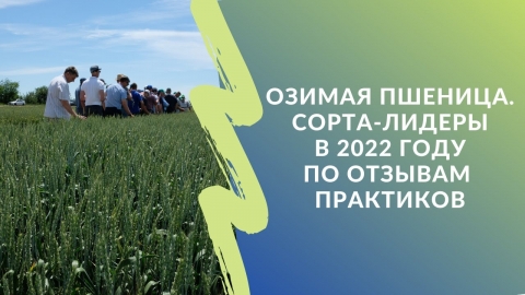 Озимая пшеница. Сорта-лидеры в 2022 г. по отзывам практиков. #словоаграрию