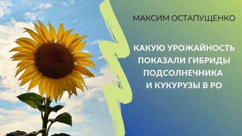 Какую урожайность показали гибриды подсолнечника и кукурузы в Ростовской области