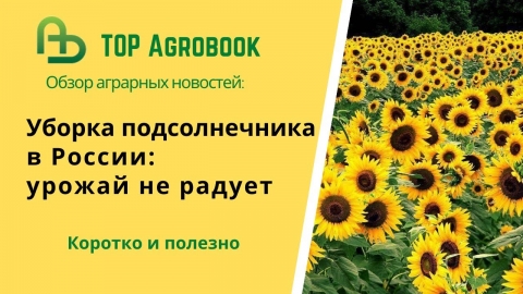 Уборка подсолнечника в России: урожай не радует. TOP Agrobook: обзор аграрных новостей
