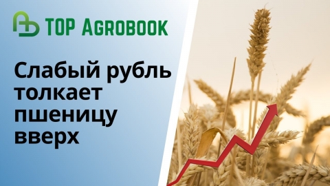 Слабый рубль толкает цену на пшеницу вверх | TOP Agrobook: обзор аграрных новостей