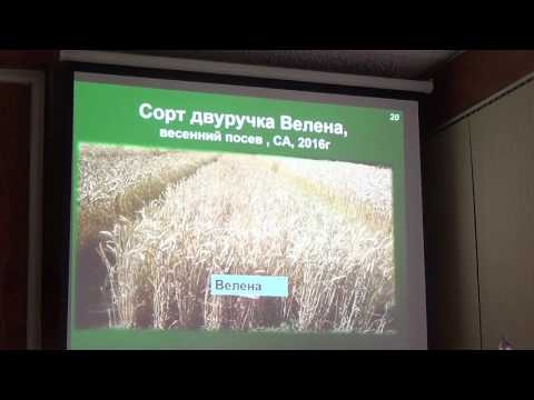 Страховые сорта: чем заменить погибшие после зимовки посевы?