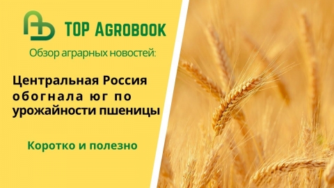 Центральная Россия обогнала юг по урожайности пшеницы. TOP Agrobook: обзор аграрных новостей
