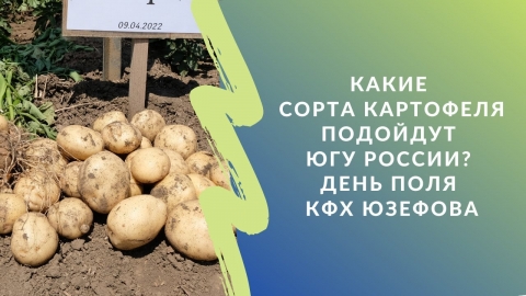 Какие сорта картофеля подойдут югу России? День поля КФХ Юзефова