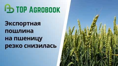 Экспортная пошлина на пшеницу резко снизилась | TOP Agrobook: обзор аграрных новостей