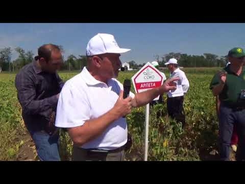 Гибриды и сорта сои. День поля Усть-Лабинский район, Краснодарский край