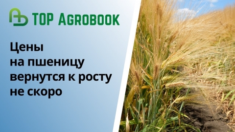 Цены на пшеницу вернутся к росту не скоро | TOP Agrobook: обзор аграрных новостей