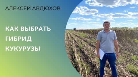 Как выбрать гибрид кукурузы: ФАО, интенсивность технологий, климат