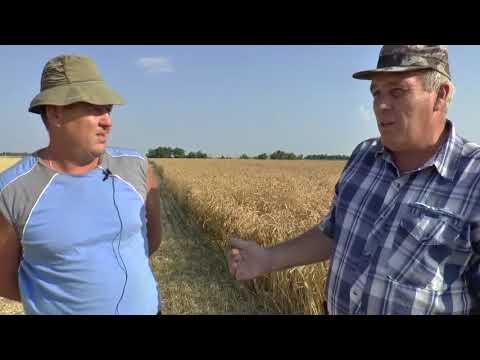 Стимикс Нива. Севоборот - пшеница по пшенице много лет подряд