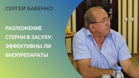 Разложение стерни в засуху: эффективны ли биопрепараты