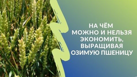 На чём можно и нельзя экономить, выращивая озимую пшеницу? Отвечают семеноводы