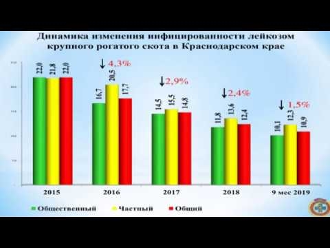 Почему Краснодарский край стал избавляться от инфицированного лейкозом скота