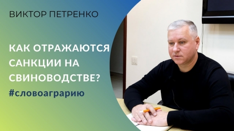 Как отражаются санкции на свиноводстве? #Словоаграрию