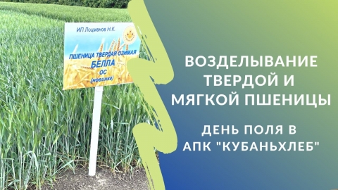 Возделывание твердой и мягкой пшеницы: День поля в АПК "Кубаньхлеб"