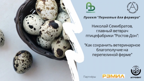 Вакцинация перепёлок - нужна ли она?