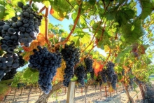 Как защитить виноградник от болезней?