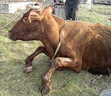 В Тверской области коровы болеют болезнью Шмалленберга