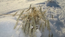 Зауральским аграриям компенсируют гибель урожая