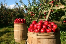 Кому яблоко наливное, родное? НДС на фрукты и ягоды могут снизить до 10 %