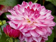 20georgin Как выглядят гладиолусы и георгины