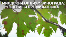что такое мильдью на винограде и оидиум. Смотреть фото что такое мильдью на винограде и оидиум. Смотреть картинку что такое мильдью на винограде и оидиум. Картинка про что такое мильдью на винограде и оидиум. Фото что такое мильдью на винограде и оидиум