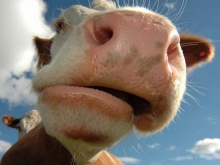 Донские домашние коровы первыми в России «примерили» микрочип
