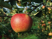 Яблоки Кандиль синап – аборигены крымского сада