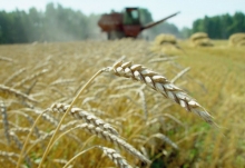  Аграрная партия России призвала правительство устранить барьеры для малого бизнеса на селе.
