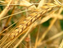 Кабмин РФ утвердил нацдоклад о развитии сельского хозяйства в 2014 году