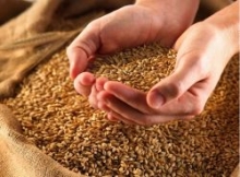 В селе Упорово Тюменской области фермер украл 500 килограммов пшеницы, сообщила пресс-служба УМВД по области