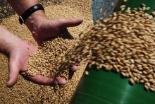 Закупочные цены на зерно упали до уровня 2014 года