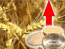 цены на зерно и масличные