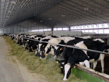 В Саратовской области голландцы построят молочную ферму