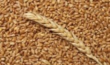  Экспортную пошлину на зерно отменять не будут, а может быть даже и продлят
