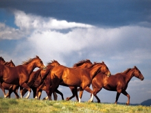 табун лошадей
