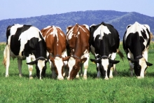 Начальника угрозыска КРЧ подозревают в краже коров