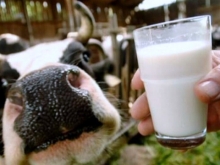 Молоко натуральное или подделка?