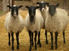 В Хакасию отправят 500 овец-ярок из Тувы