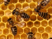 СМИ: в США массово гибнут пчелы