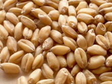 Почти 15 тысяч тонн зерна продано в ходе госинтервенций