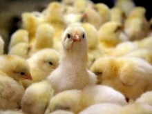 Мясо из США запретили из-за птичьего гриппа