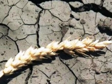 В Саратовской области введен режим ЧС из-за засухи