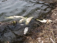 Массовую гибель рыбы в Москве оценили в 300 миллионов